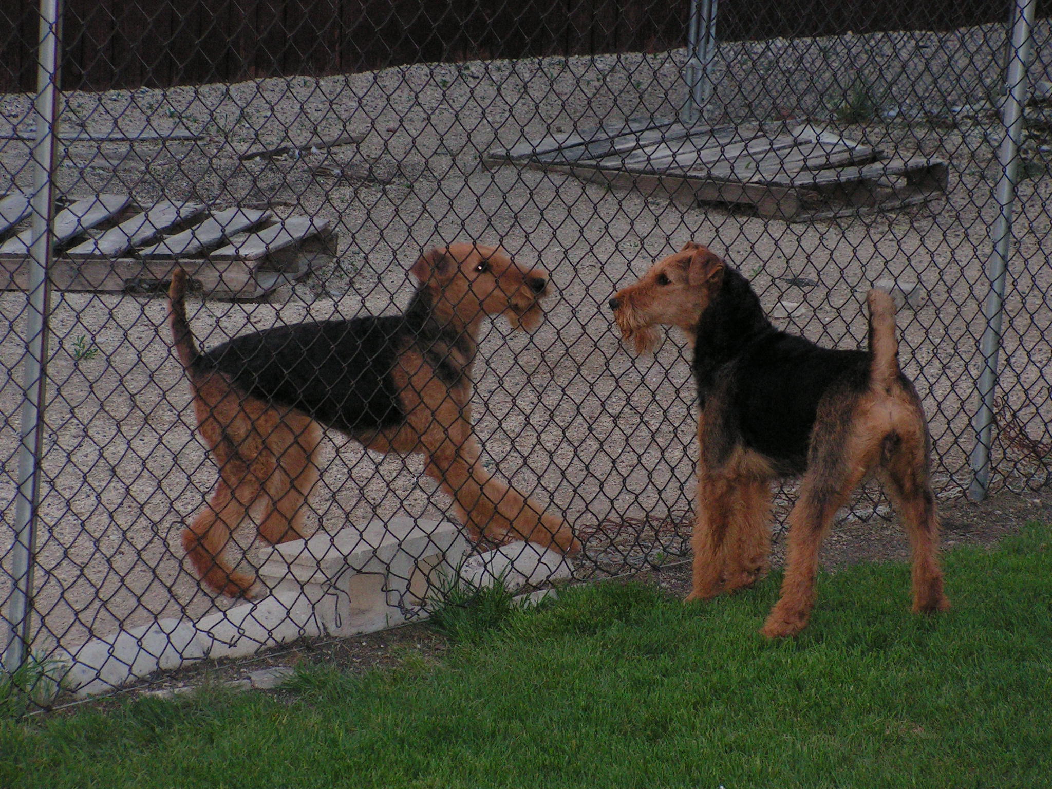 shawndee airedales